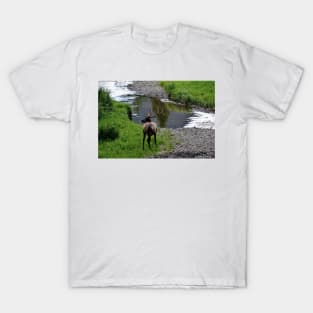 Bull by the River T-Shirt